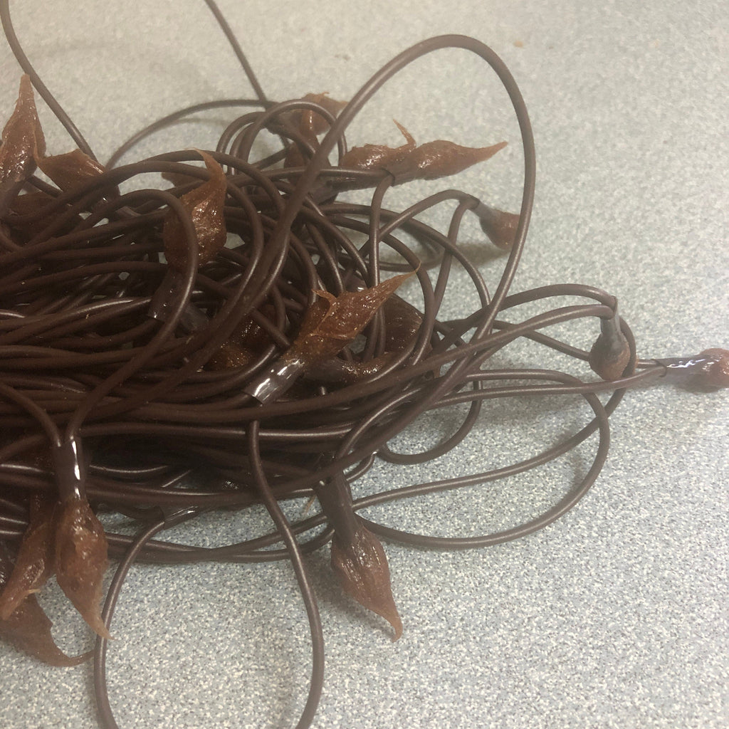 Battery operated timer hand dipped rice lights “nutmeg”