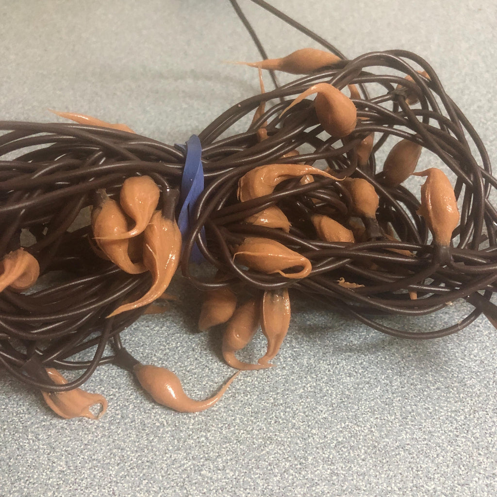 Battery operated timer hand dipped rice lights  “toasted orange”